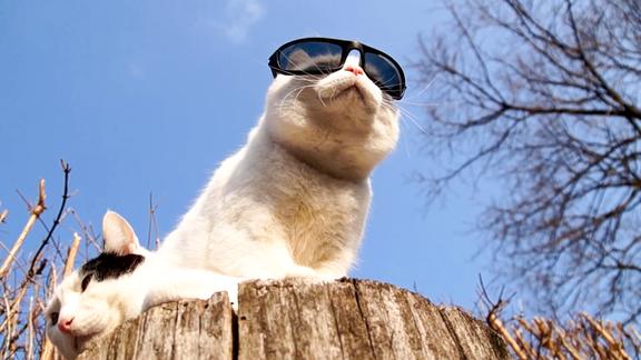 猫大叔戴着名牌墨镜晒太阳看上去真是好帅啊