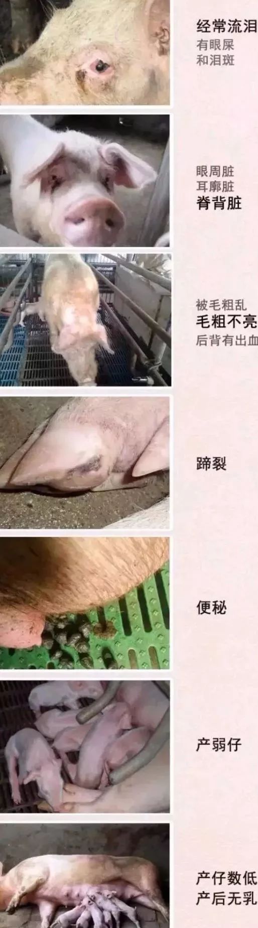 母猪眼屎泪斑便秘这些小问题