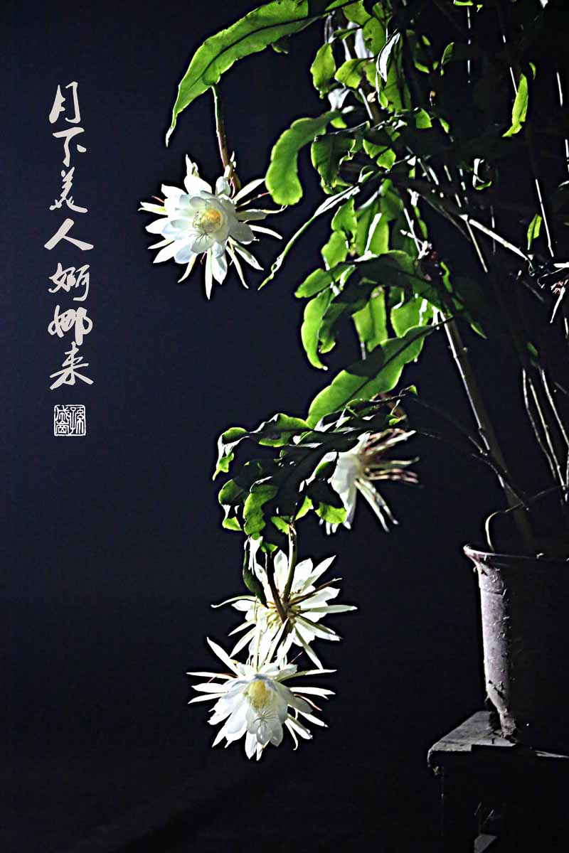 “昙花一现”中的“昙花”是什么花？