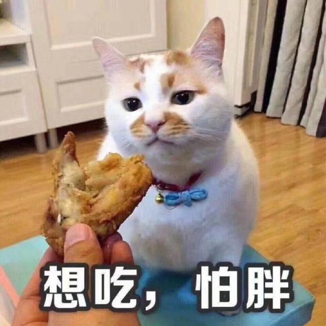 猫咪表情包合集我这不是肉是妈妈的钱