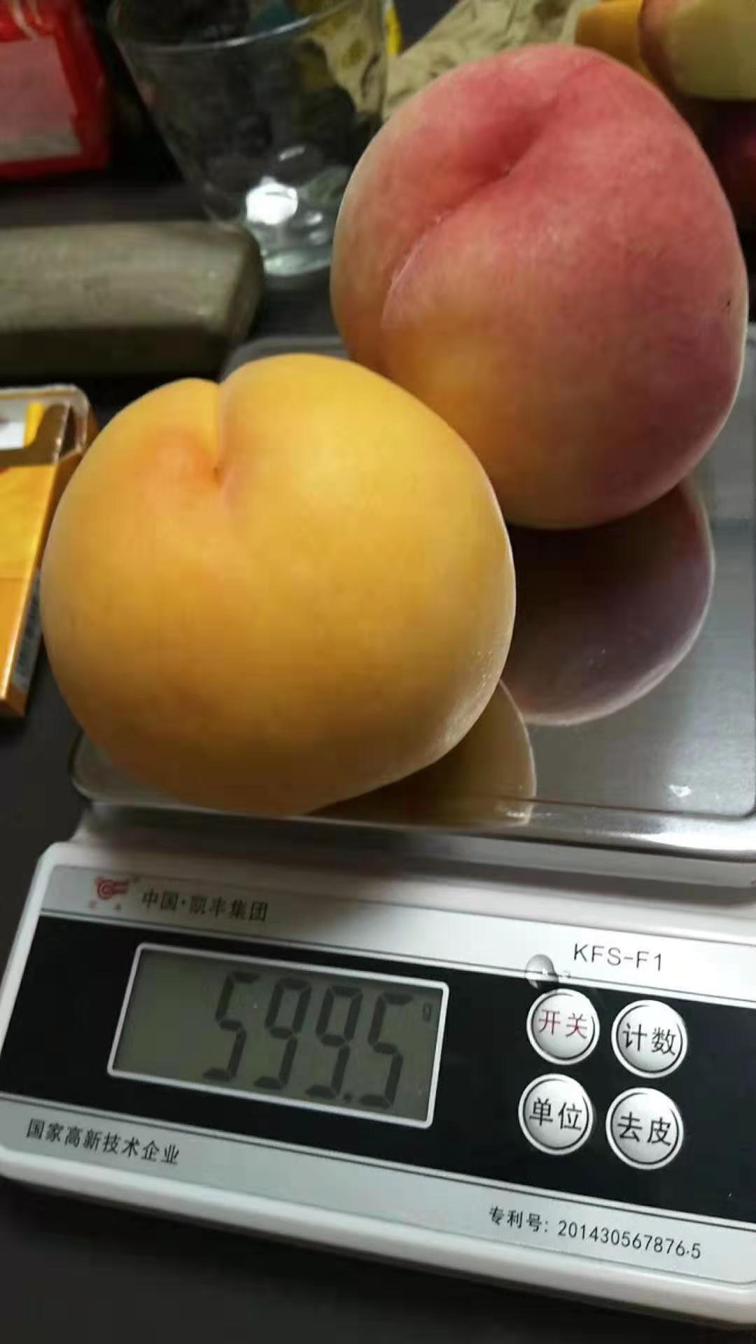 介绍两个新品种黄桃黄金蜜0号中桃金魁