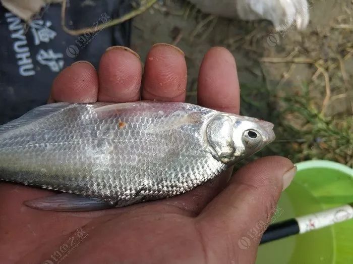 怎样才能钓到大的白条鱼 37a7e5f2c14041758ee583ddf5132a3c.jpeg