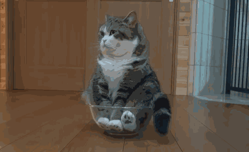 喵星人小常识_猫咪