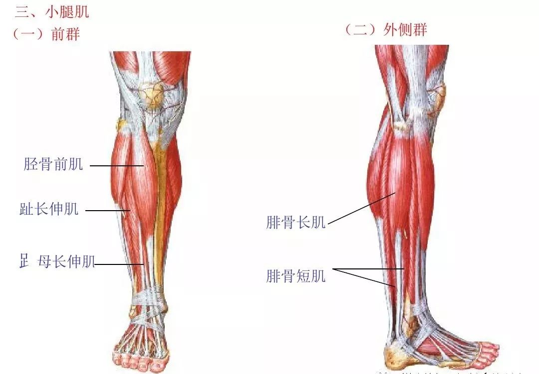 运动解剖学---肌肉(图文)