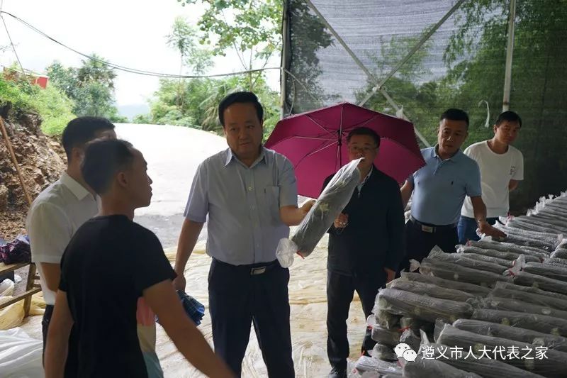 朱庆跃冒雨察看共心村水淹凼组村民吴永义5万棒规模的食用菌种植基地