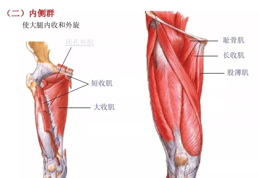 运动解剖学---肌肉(图文)