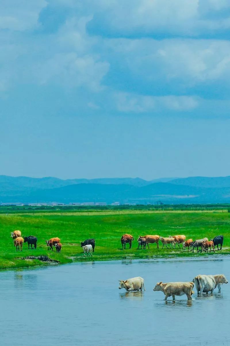 【蒙语歌曲】一首老歌《等待de心》真好听!