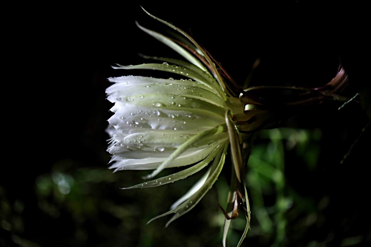 “昙花一现”中的“昙花”是什么花？