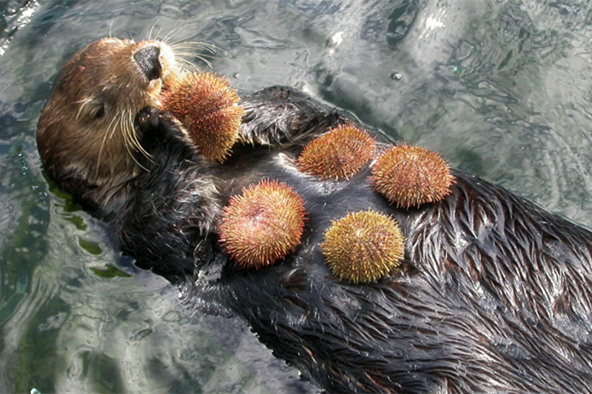 (海獭吃海胆.