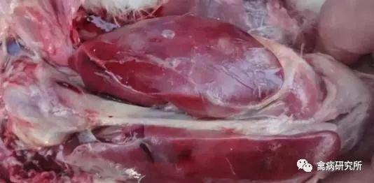 鸭鹅浆膜炎反反复复治不了根原因何在看看你就知道了