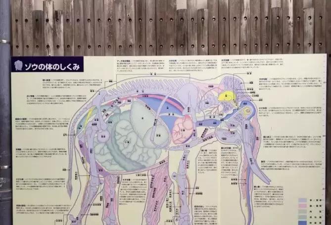 你都能有正确的认识 大象笼舍旁是一个几乎与小象 等比例的内脏解剖图