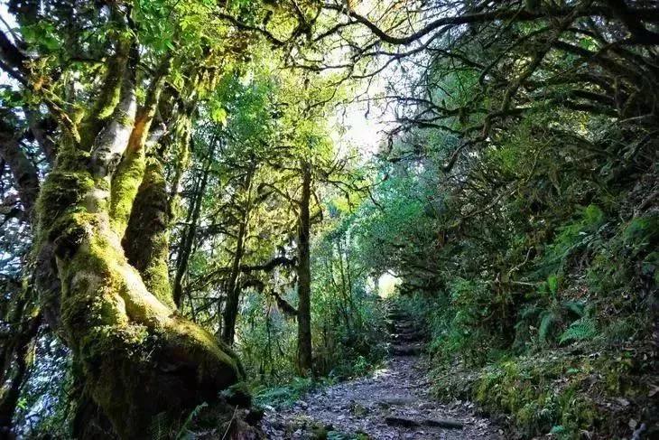 高黎贡山植被繁茂,水流汩汩穿梭在浓密盎然的原始森林世界宛若经过一