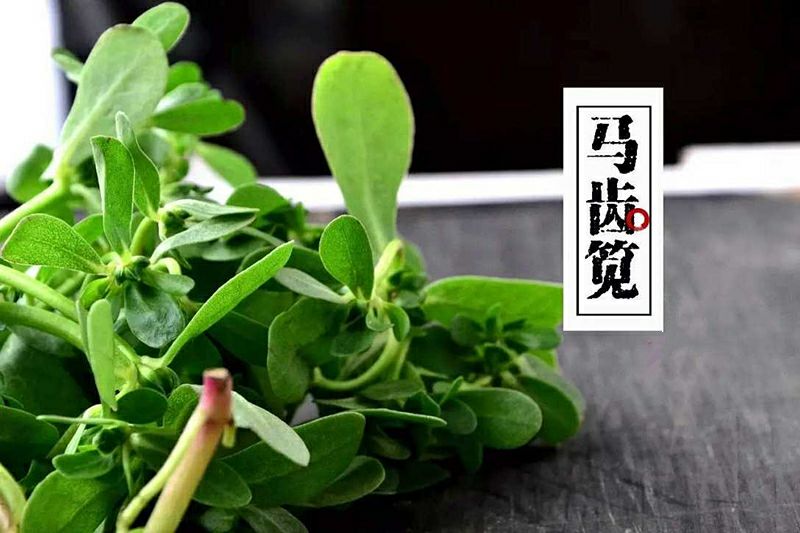 亦食亦药马齿苋,竟有这么好的养生功效! ibet国际地址