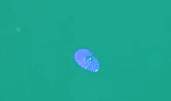 动图欣赏:蓝光乍现