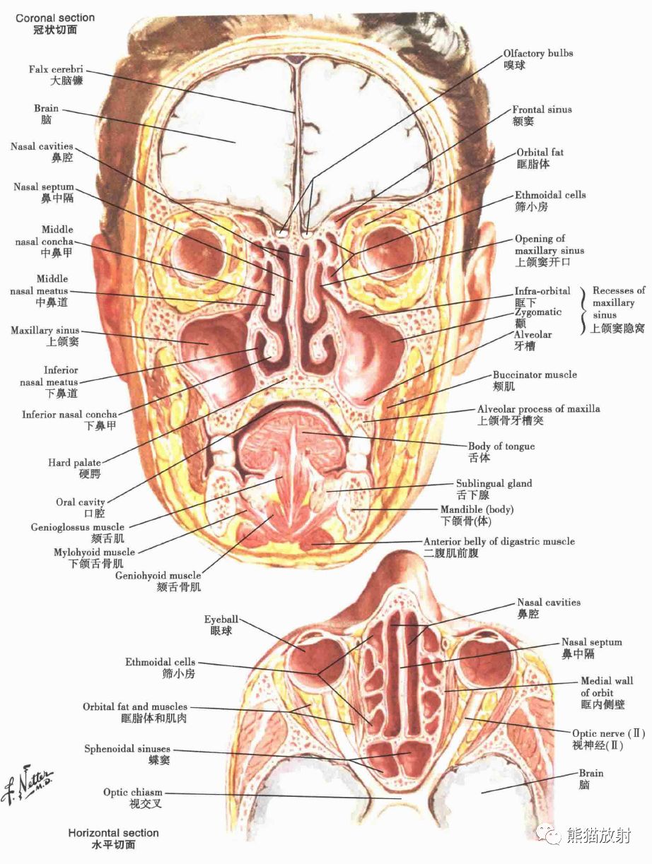 解剖丨鼻,鼻腔,鼻窦