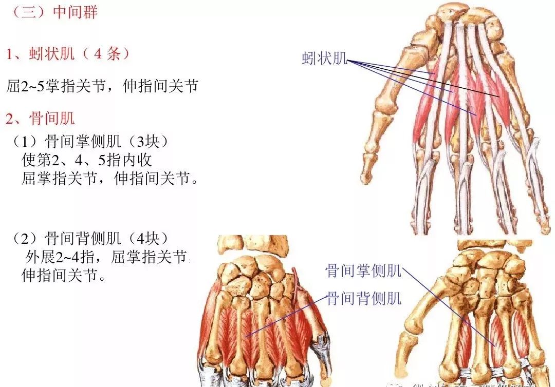 运动解剖学肌肉图文