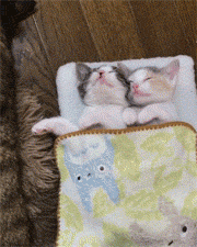 貓爸摟著貓媽在睡覺，邊上兩隻小奶貓還蓋著被子在睡覺，簡直... 寵物 第3張