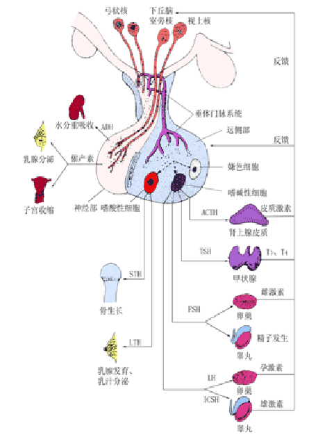 明德生物甲功(6 2) | 化学发光_甲状腺