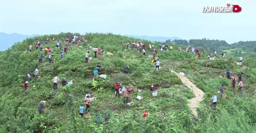 开江县高桥坝村陈文明建起花椒园开辟致富路