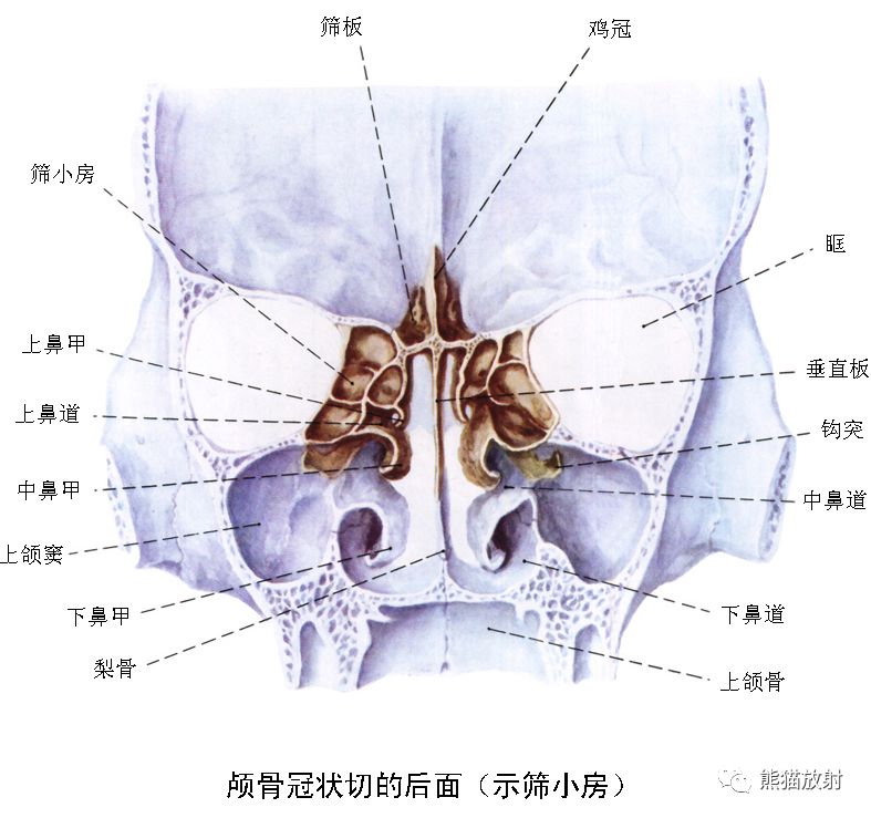 解剖丨鼻,鼻腔,鼻窦