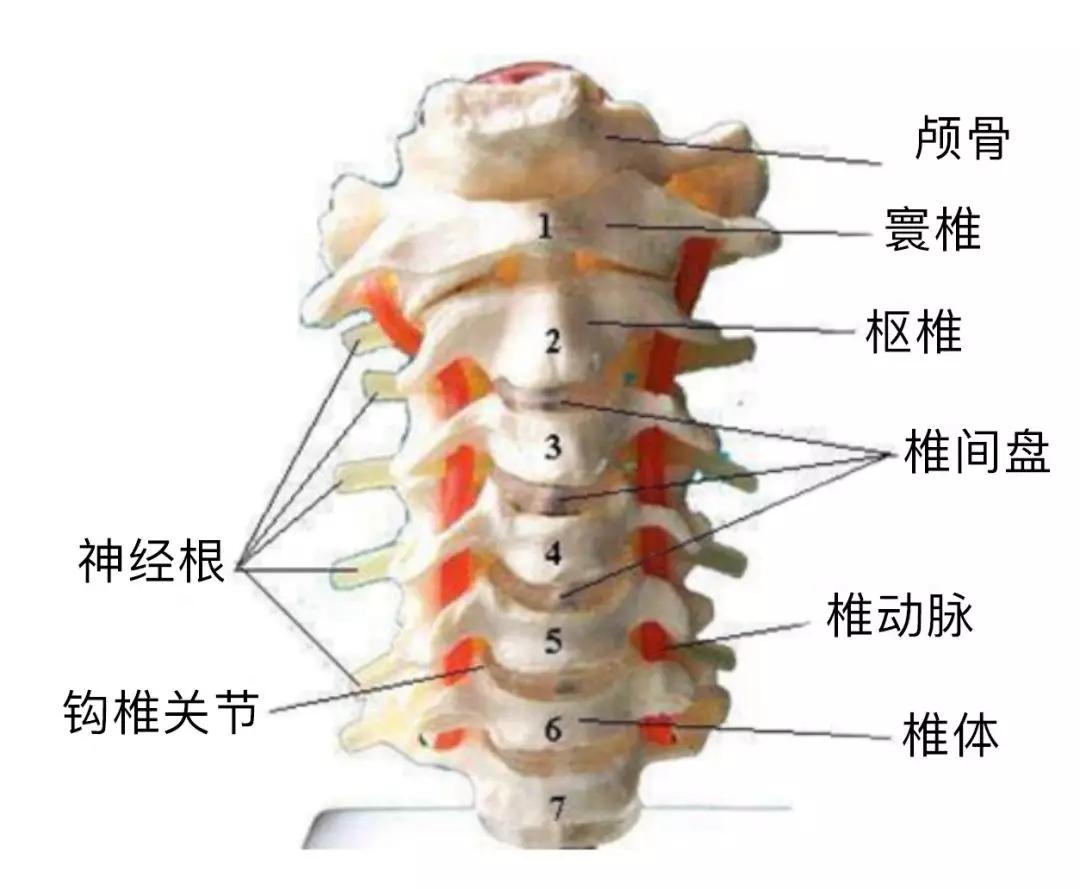 脊柱神经图谱 - 新闻资讯 - 广东脊祥万岁健康管理有限公司