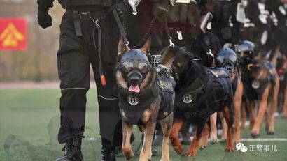 带你探秘警花如何带警犬