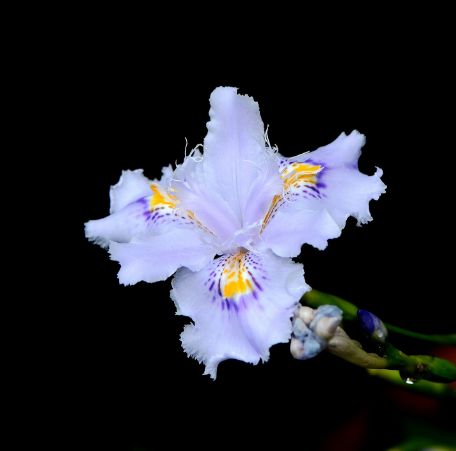 什么运亨通成语_牛运亨通图片