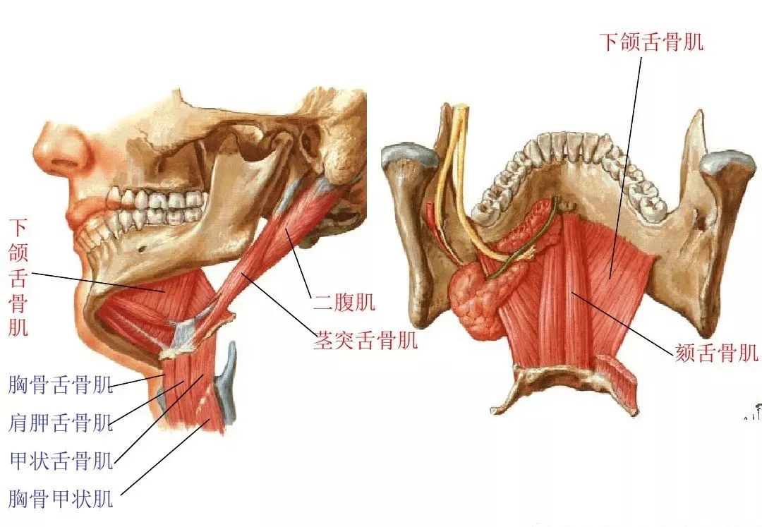 运动解剖学肌肉图文