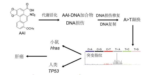 马兜铃酸致肝癌再添实锤!那马兜铃属的中药还能用吗?