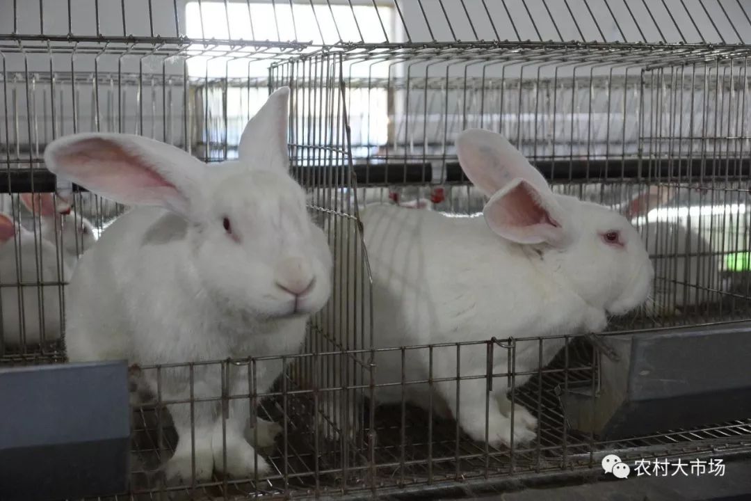 赚钱的"八点黑"_兔肉