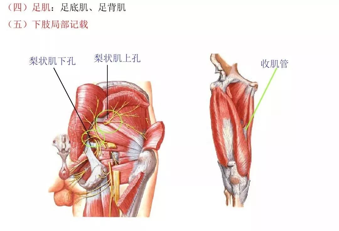 运动解剖学肌肉图文