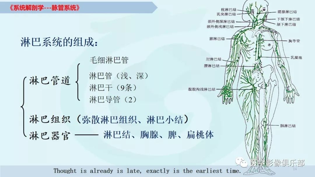 【推荐】脉管系统的解剖知识