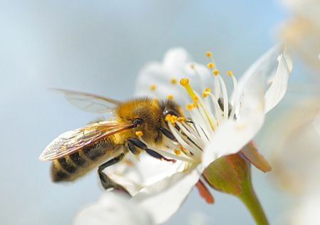 扶贫产品丨 尼勒克黑蜂蜜—— 源自"塞外蜜库" 唐布拉