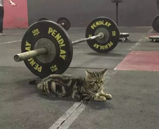 流浪猫跑进健身房讨食却意外成了猫教练老板还真会做生意