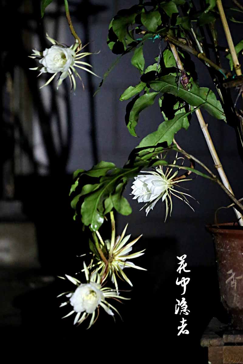 “昙花一现”中的“昙花”是什么花？