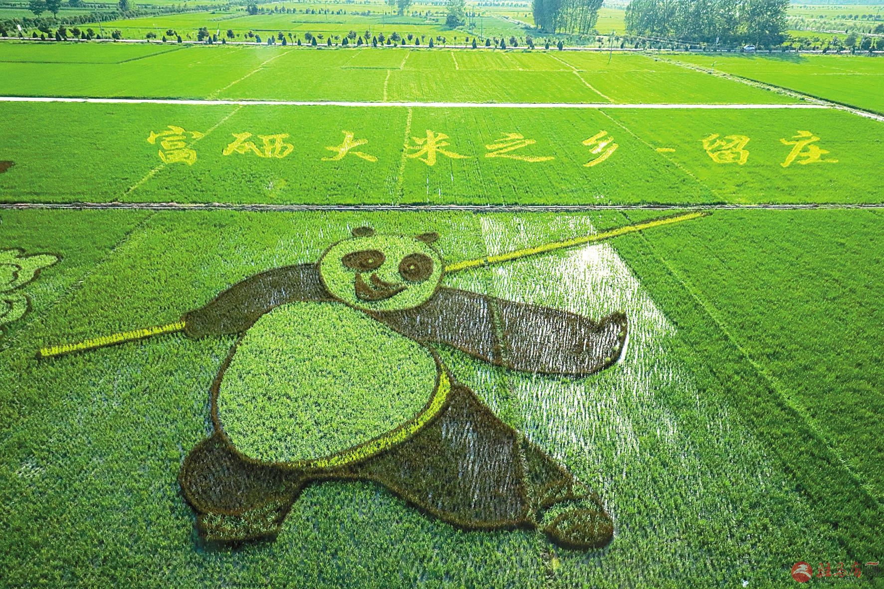 这里有精彩的稻田艺术画，就在驻马店确山留庄