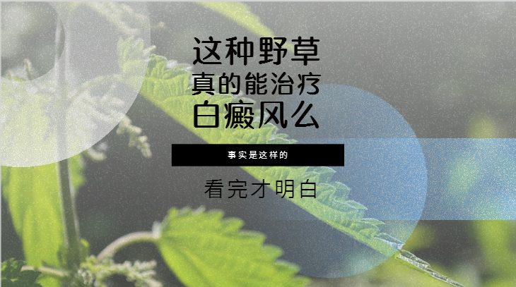 这种野草真的能治疗白癜风事实是这样的看完才明白