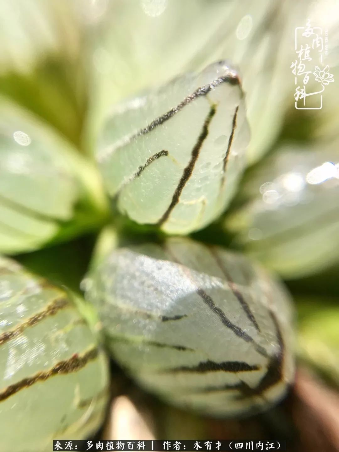 多肉的夏季,我能做什么?