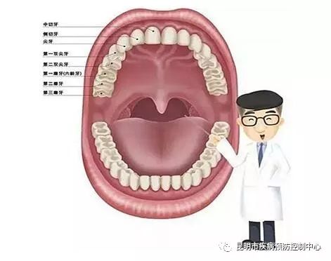 科学规范护牙齿健康口腔助成长