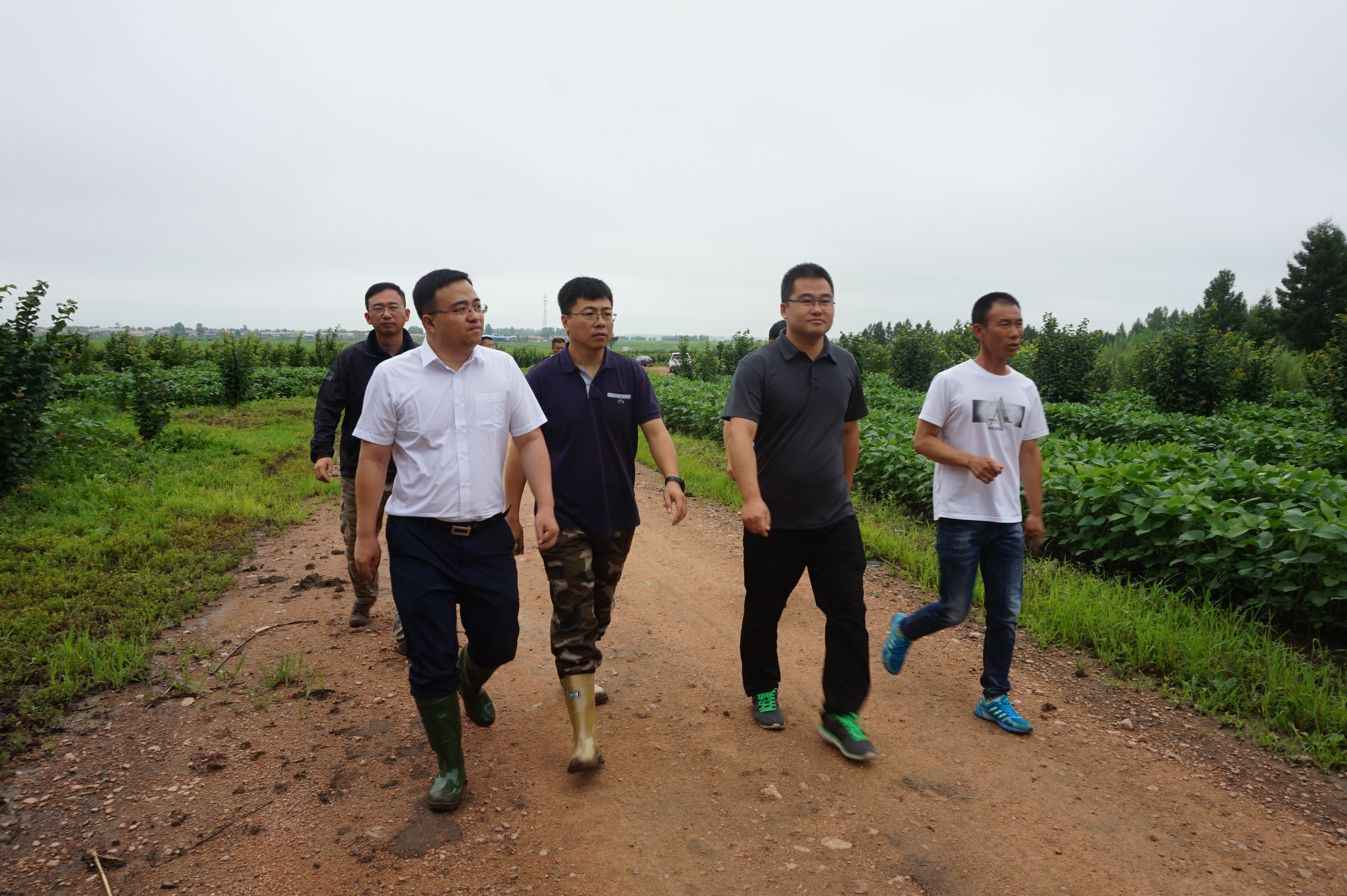 县领导到清河镇调研大榛子种植情况_姜洪斌