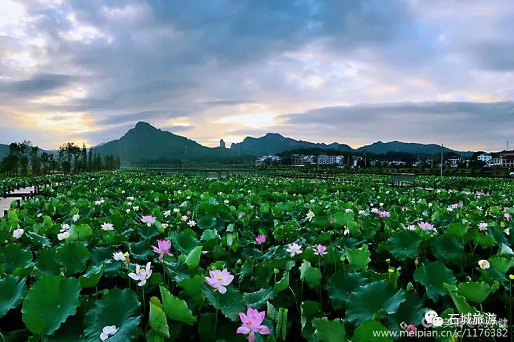 莲乡石城美丽江背石城新晋赏荷胜地