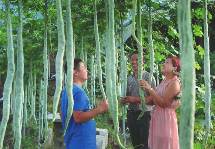 味道鲜美的蛇瓜,现在农村庭院怎么不爱种植了,不好吃吗