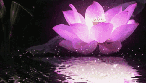 海上听涛万盏红莲醉 波中戏水千株碧玉花 ——锦州世博园首届海洋荷花灯光文化节下周开幕! bwin必赢国际