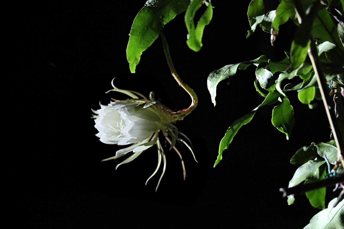 昙花一现猜一成语_昙花一现雨及时简谱