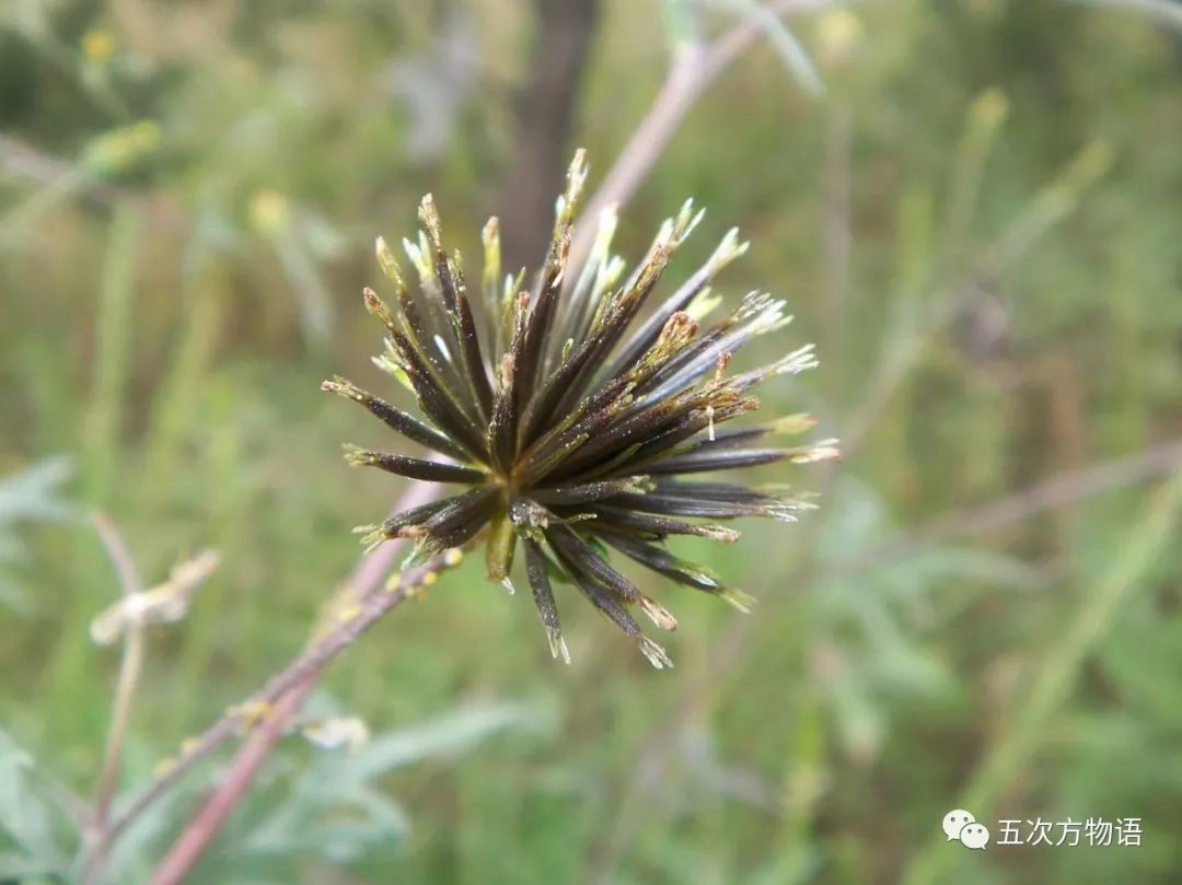 婆婆针/bidens bipinnata l.