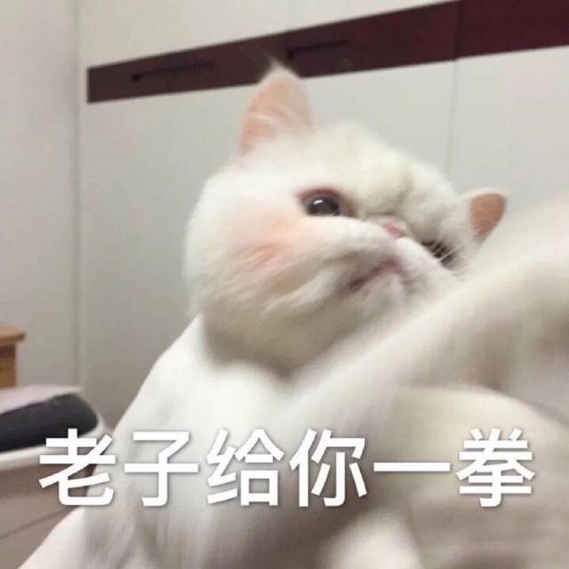 猫咪表情包合集我这不是肉是妈妈的钱