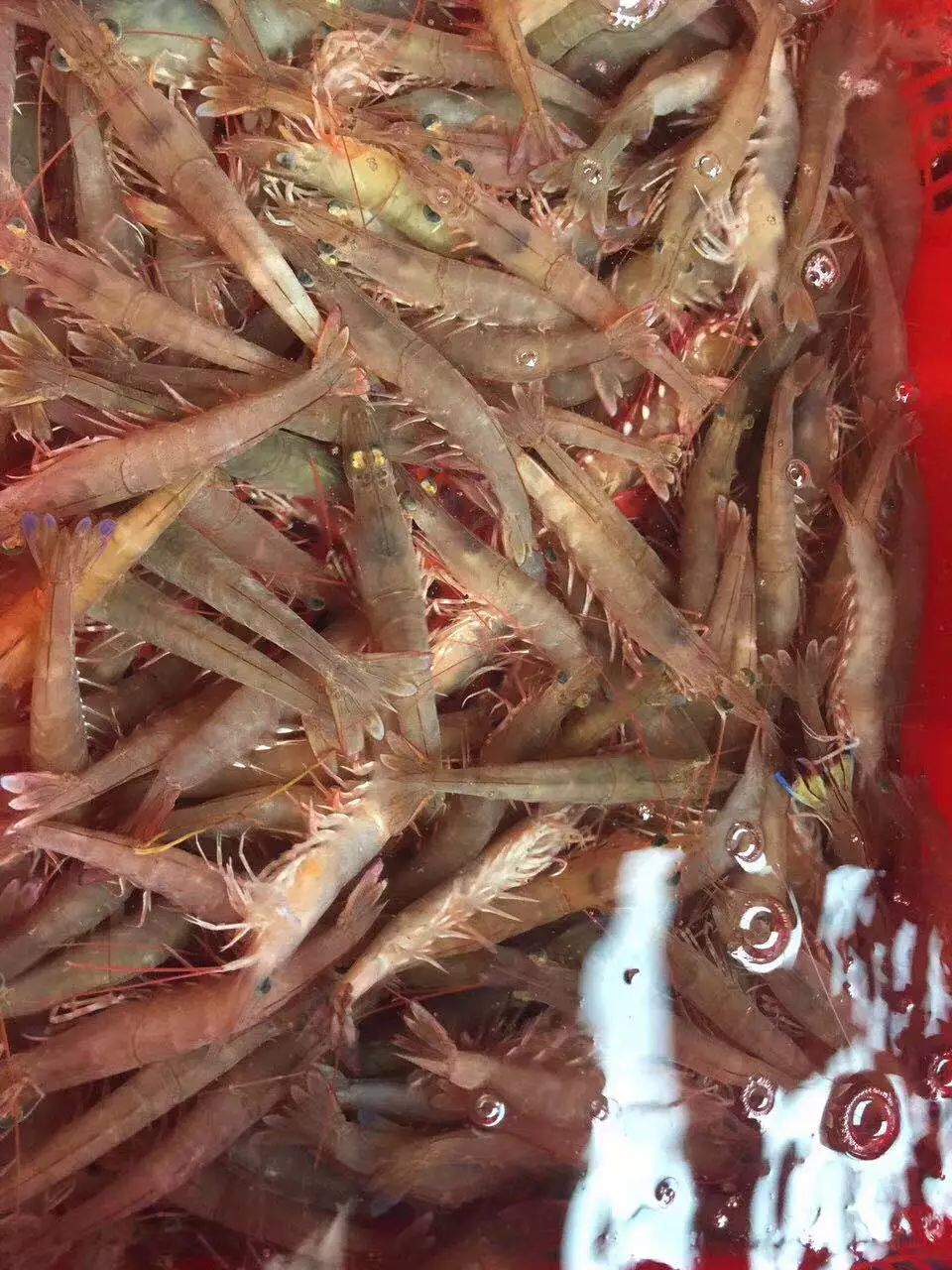 还有花虾,麻虾任你选