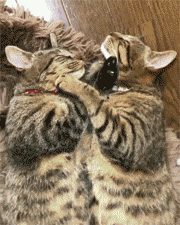 貓爸摟著貓媽在睡覺，邊上兩隻小奶貓還蓋著被子在睡覺，簡直... 寵物 第4張