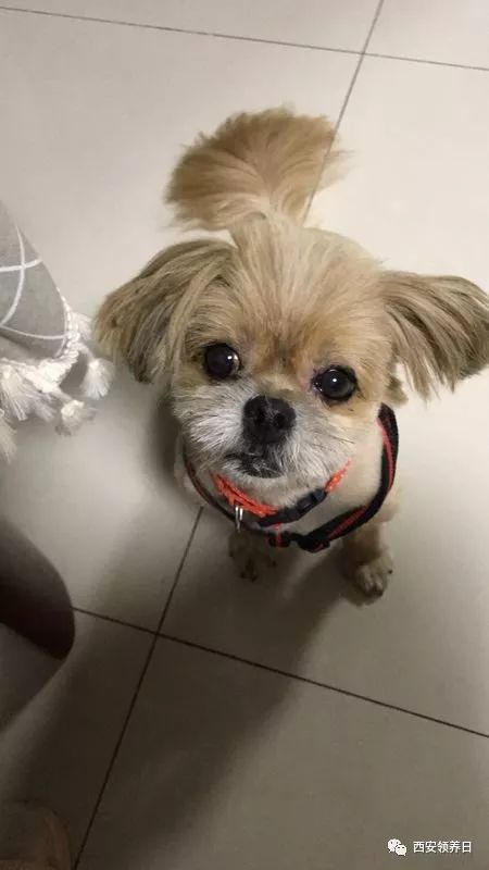 线上领养 | 啦啦啦啦啦啦啦我是一只小废喵~