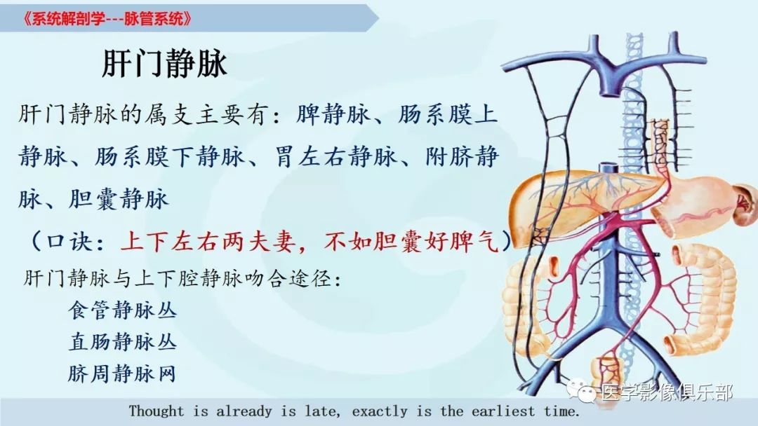 【推荐】脉管系统的解剖知识